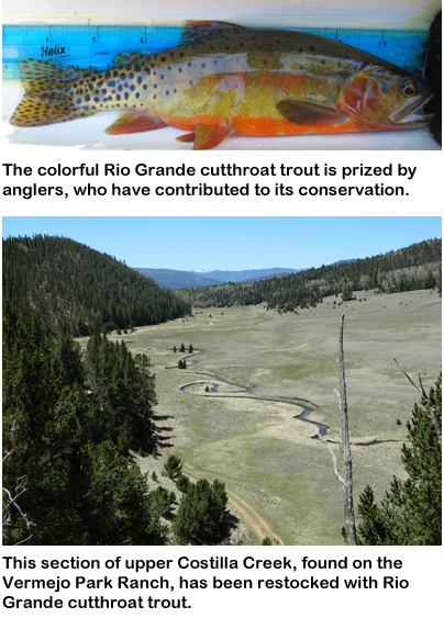 The colorful Rio Grande cutthroat trout is prized by anglers, who have contributed to its conservation. (top) - This secxtion of upper Costilla Creek, found on the Vermejo Park Ranch, has been restocked with Rio Grande cutthroat trout. (bottom)